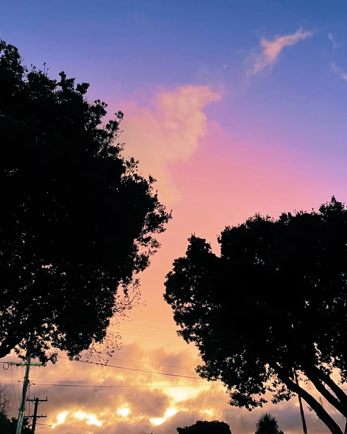 Blue dusk sky glowing orange through a gap between two silhouetted trees