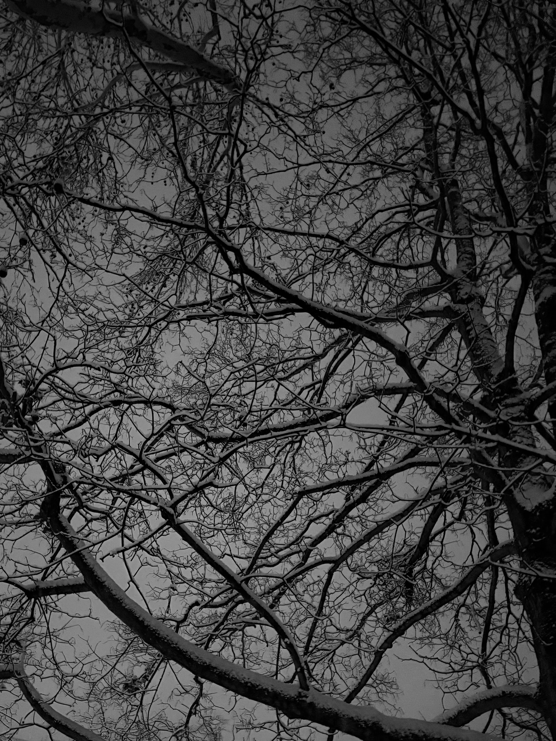 Bare, snow-dusted branches spreading across a pale grey winter sky, black and white, seen from below.