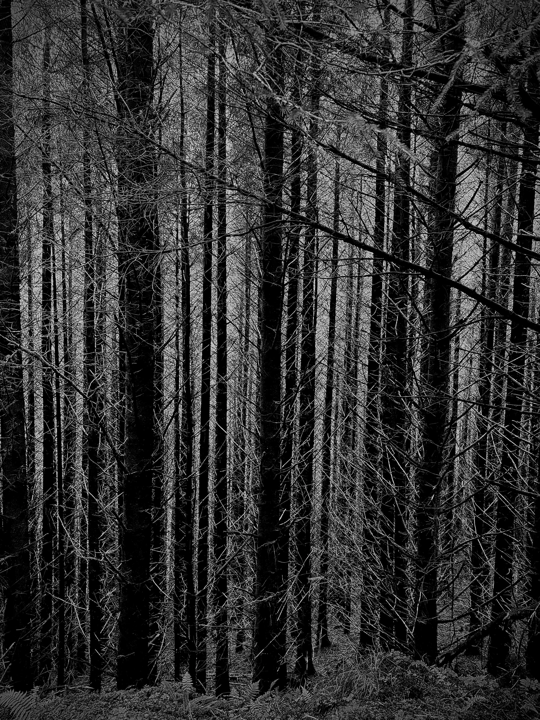 A dense stand of dark pine trunks, black and white, no sky visible.